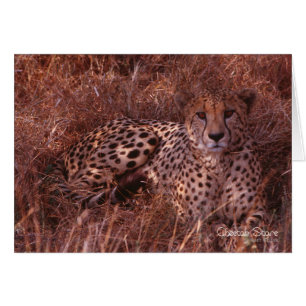 Cartão Cheetah Stare