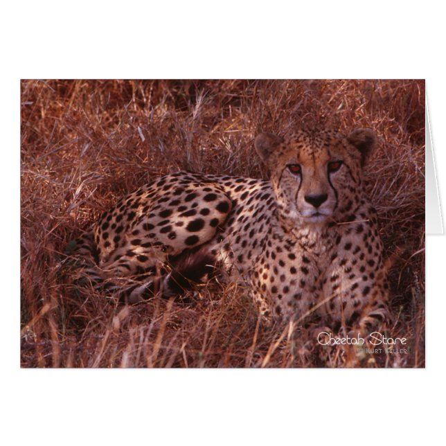 Cartão Cheetah Stare (Frente Horizontal)