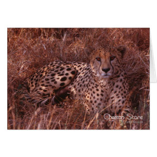 Cartão Cheetah Stare