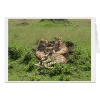 Cartão Cheetahs