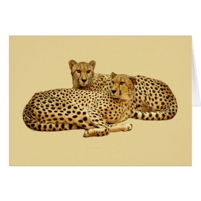 Cartão Cheetahs (Frente Horizontal)