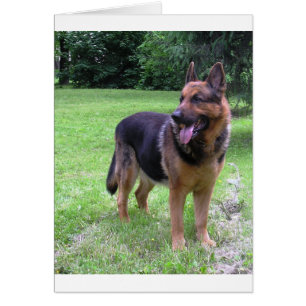 Cartão cheio 2.png do german shepherd