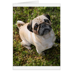 Cartão cheio da jovem corça do pug