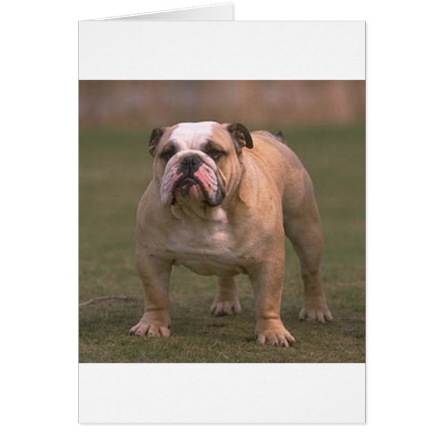 Cartão cheio de buldogue 2.png (Frente)