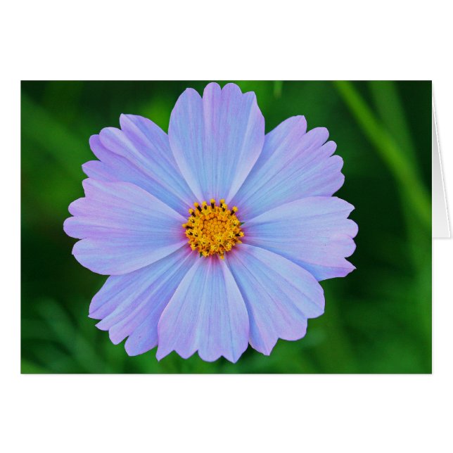 Cartão Cheio de estrelas (Frente Horizontal)