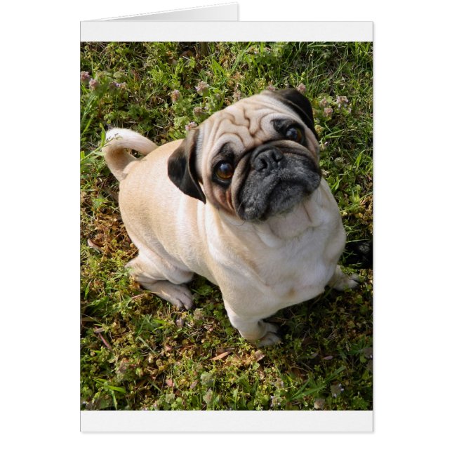 Cartão cheio de vômito (Frente)