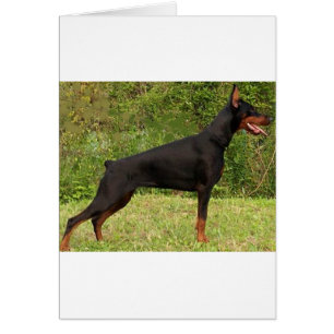 Cartão cheio preto doberman pinscher