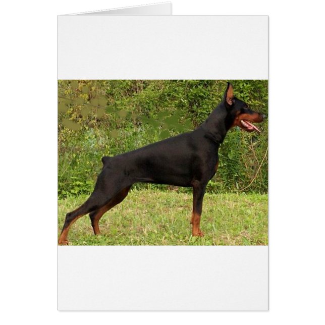 Cartão cheio preto doberman pinscher (Frente)