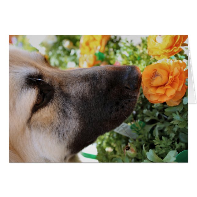 Cartão Cheirar (Frente Horizontal)