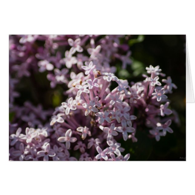 Cartão Cheire Aquele Lilac (Frente horizontal)