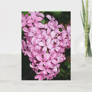 Cartão cheiro de LIlacs
