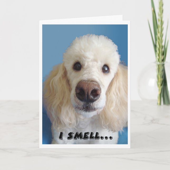 Cartão Cheiro Um Velho Poodle Branco Com Nariz Grande (Frente)