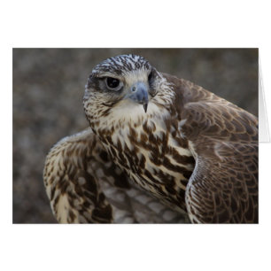 Cartão Cherrug de Falco