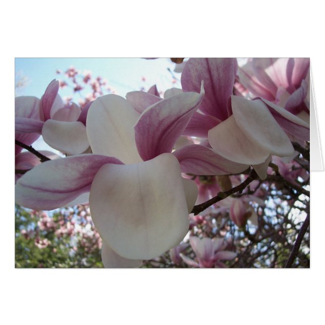 Cartão Cherry Blossom (Frente Horizontal)