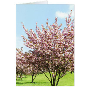 Cartão Cherry Blossom