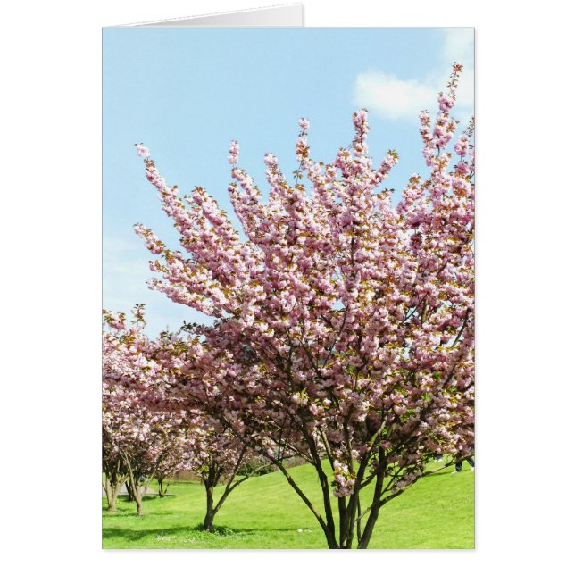 Cartão Cherry Blossom (Frente)