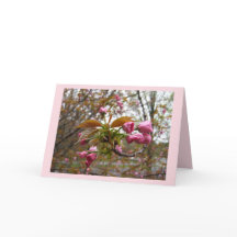 Cherry Blossom Greeting Card