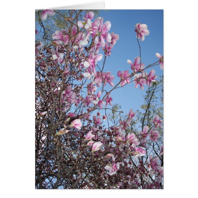 Cartão Cherry Blossom Saudação (Frente)