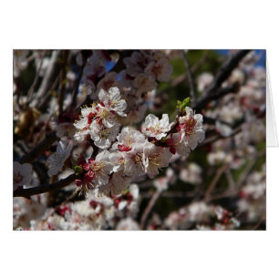 Cartão Cherry Blossoms
