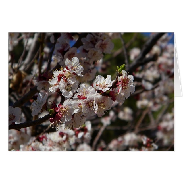 Cartão Cherry Blossoms (Frente Horizontal)