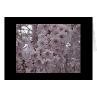 Cartão Cherry Blossoms