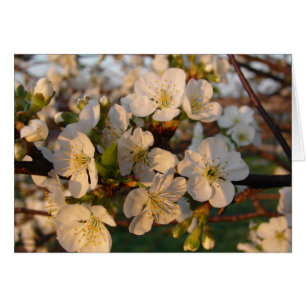 Cartão Cherry Blossoms