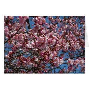 Cartão Cherry Blossoms e Blue Sky Primavera Floral