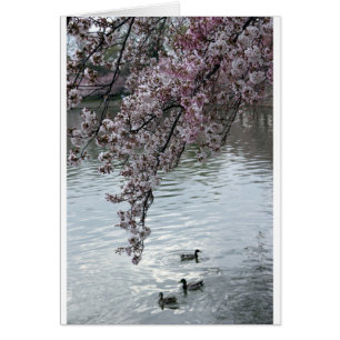 Cartão Cherry Blossoms Washington DC