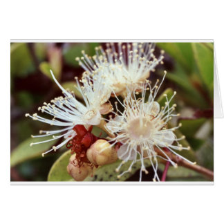 Cartão Cherry Bush australiano