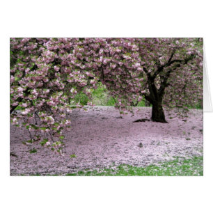 Cartão Cherry Trees Blossoms Primavera no Central Park