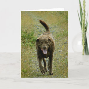 Cartão Chesapeake Bay Retriever, Dutch Harbor, AK