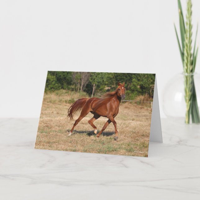 Cartão Chestnut Arab Running Mane Tail Fluindo (Frente)