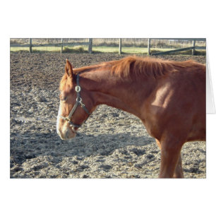 Cartão Chestnut Horse Love