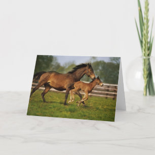 Cartão Chestnut Mare & Foal puro