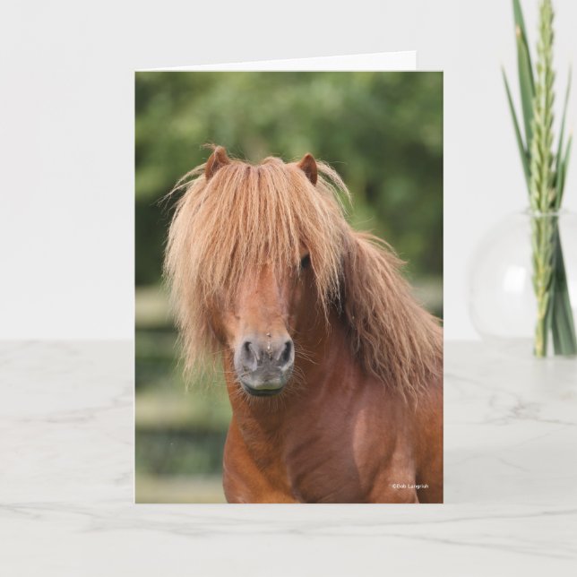 Cartão Chestnut Shetland Pony Stallion headshot (Frente)