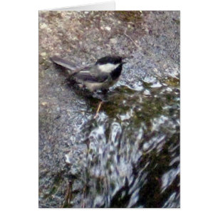 Cartão Chickadee