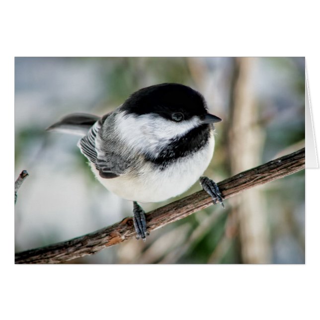 Cartão Chickadee bonito no inverno (Frente Horizontal)