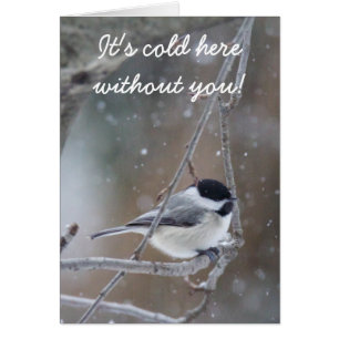 Cartão Chickadee de capa negra - Songbird