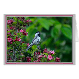 Cartão Chickadee de cascas negras