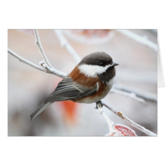 Cartão Chickadee no inverno