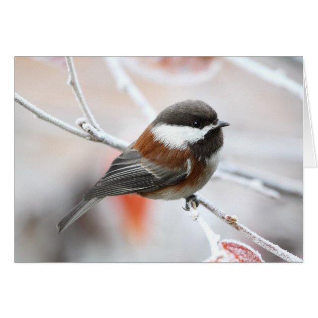 Cartão Chickadee no inverno (Frente Horizontal)