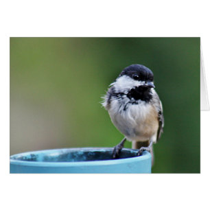 Cartão chickadee Preto-tampado