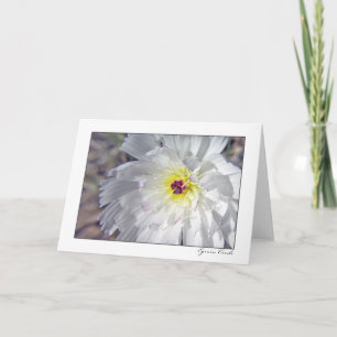 Cartão Chicória do deserto