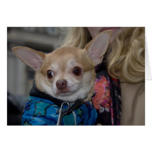Cartão Chihuahua