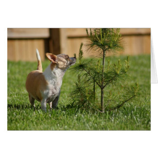 Cartão Chihuahua