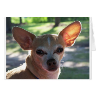 Cartão chihuahua