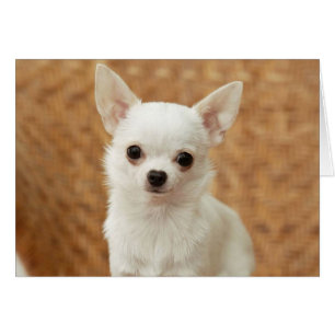 Cartão Chihuahua branco