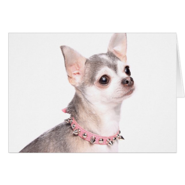 Cartão chihuahua com colarinho cor-de-rosa (Frente Horizontal)