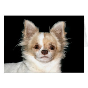 Cartão Chihuahua de cabelo longo