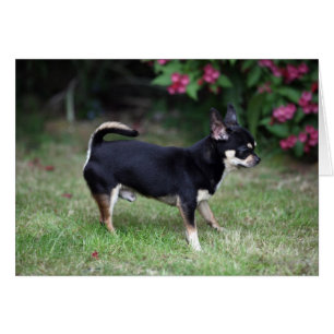 Cartão Chihuahua de curta distância